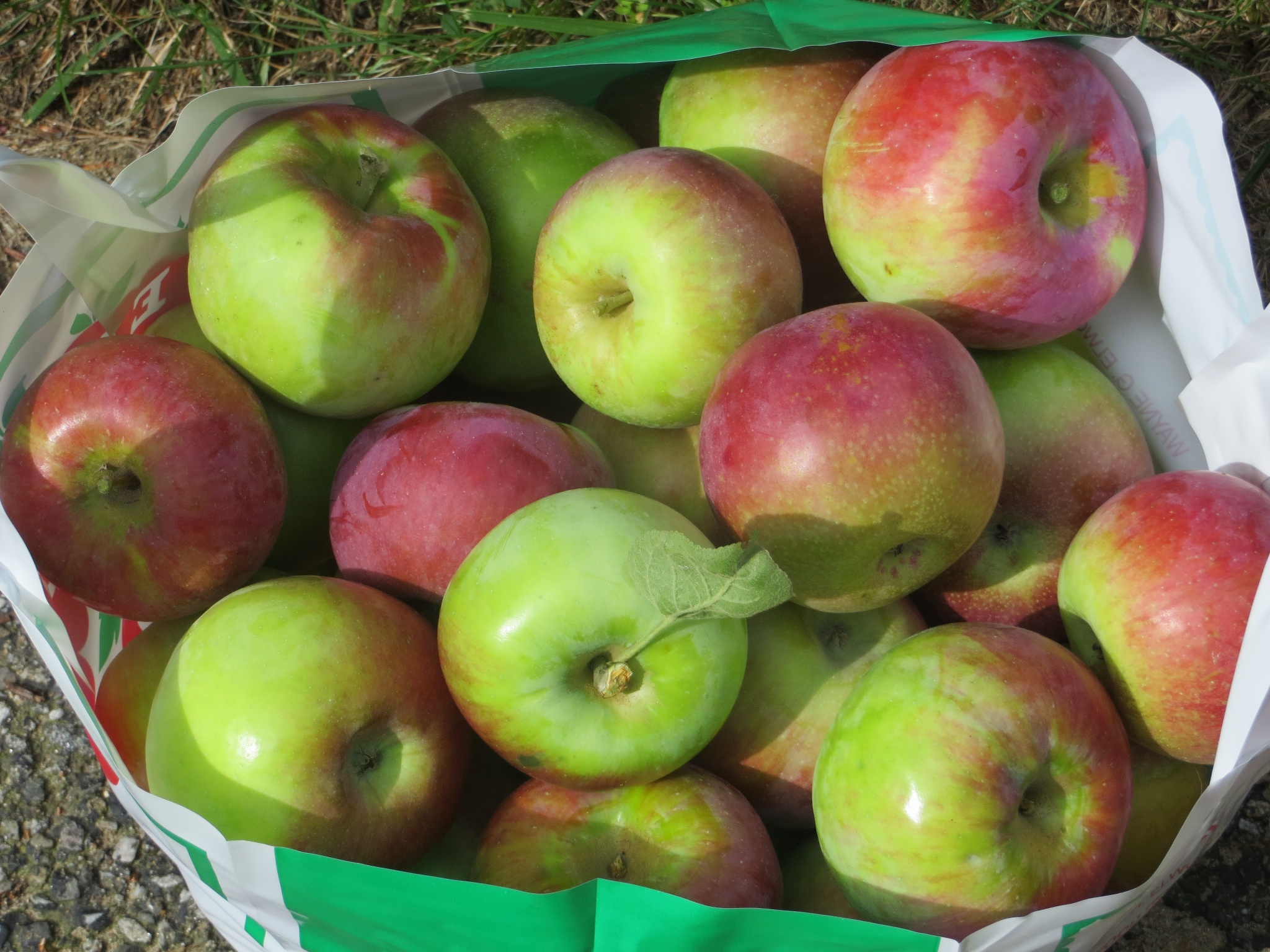 apples 002