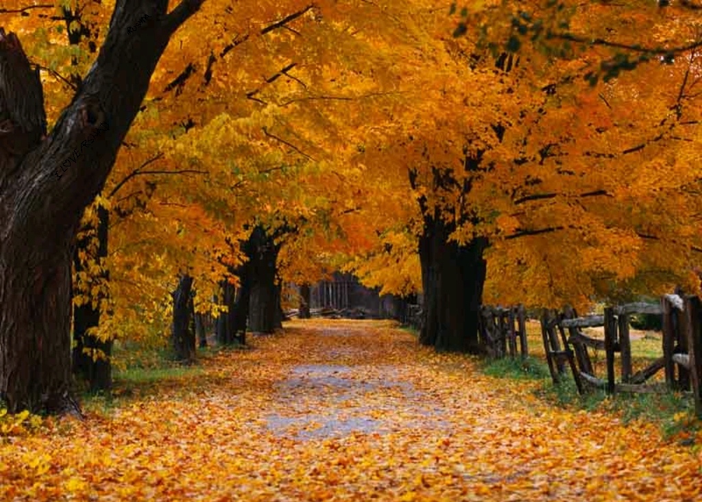 autumn-beauty-trees-leaves
