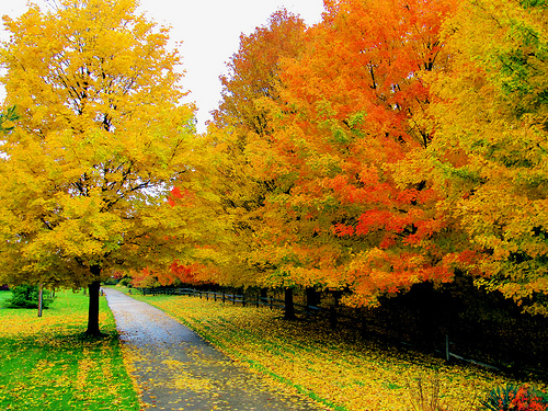 autumn2