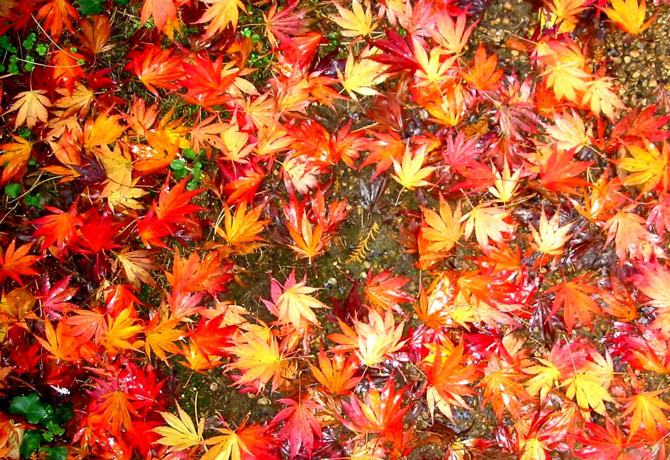autumnleaves3