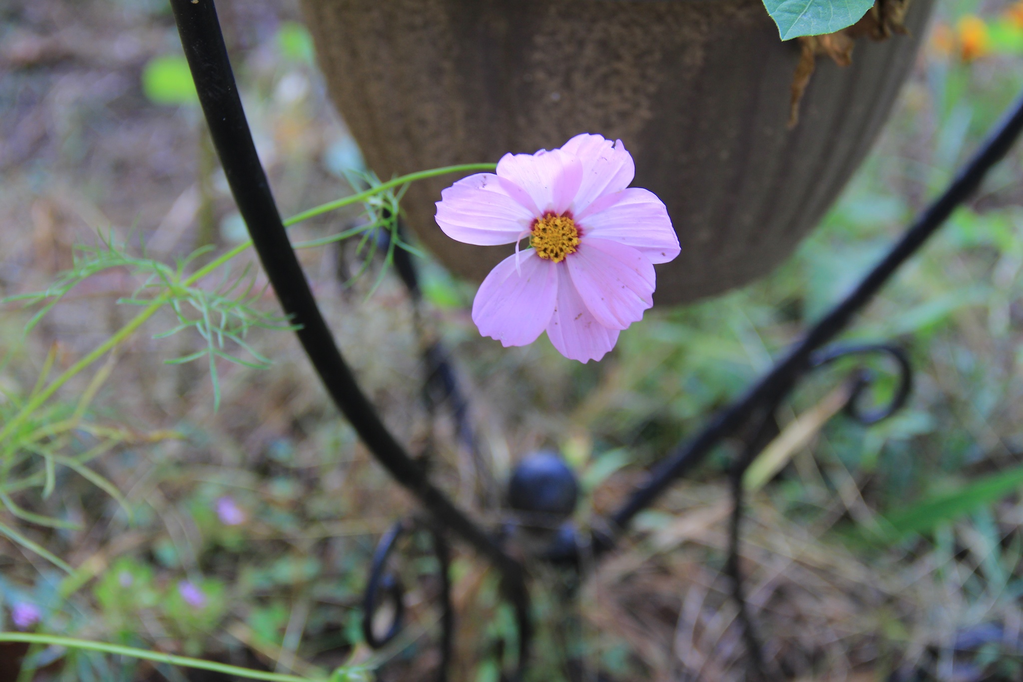 BeeFlower 021