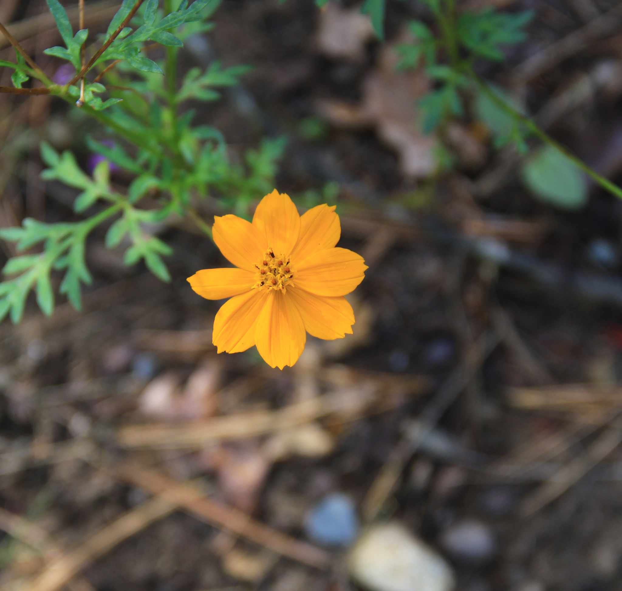 BeeFlower 022
