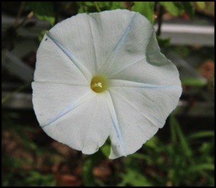 Flowers 8-18 083