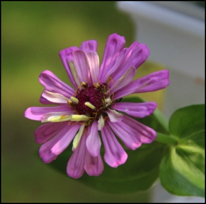 Flowers 8-18 085