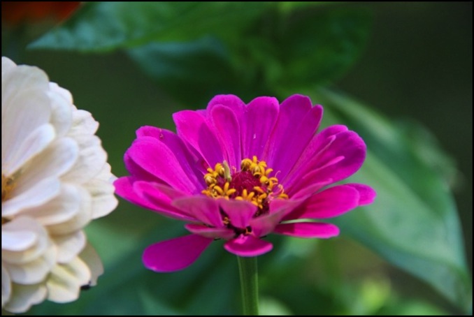 Flowers 8-18 087