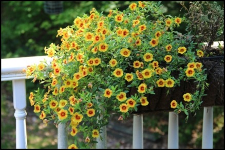 Flowers 8-18 092