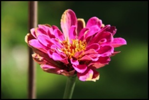 Flowers 8-18 094