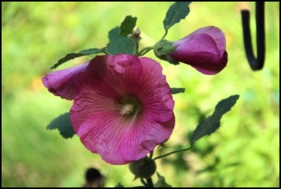 Flowers 8-18 095