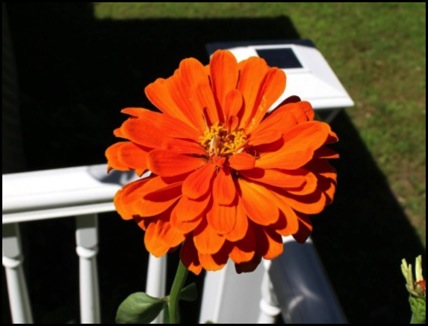 Flowers 8-18 112