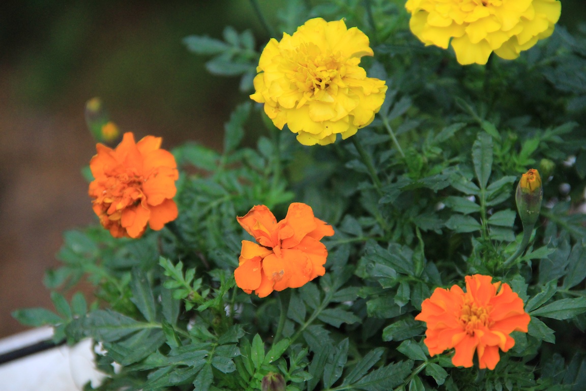 flowers+9-6-13  009