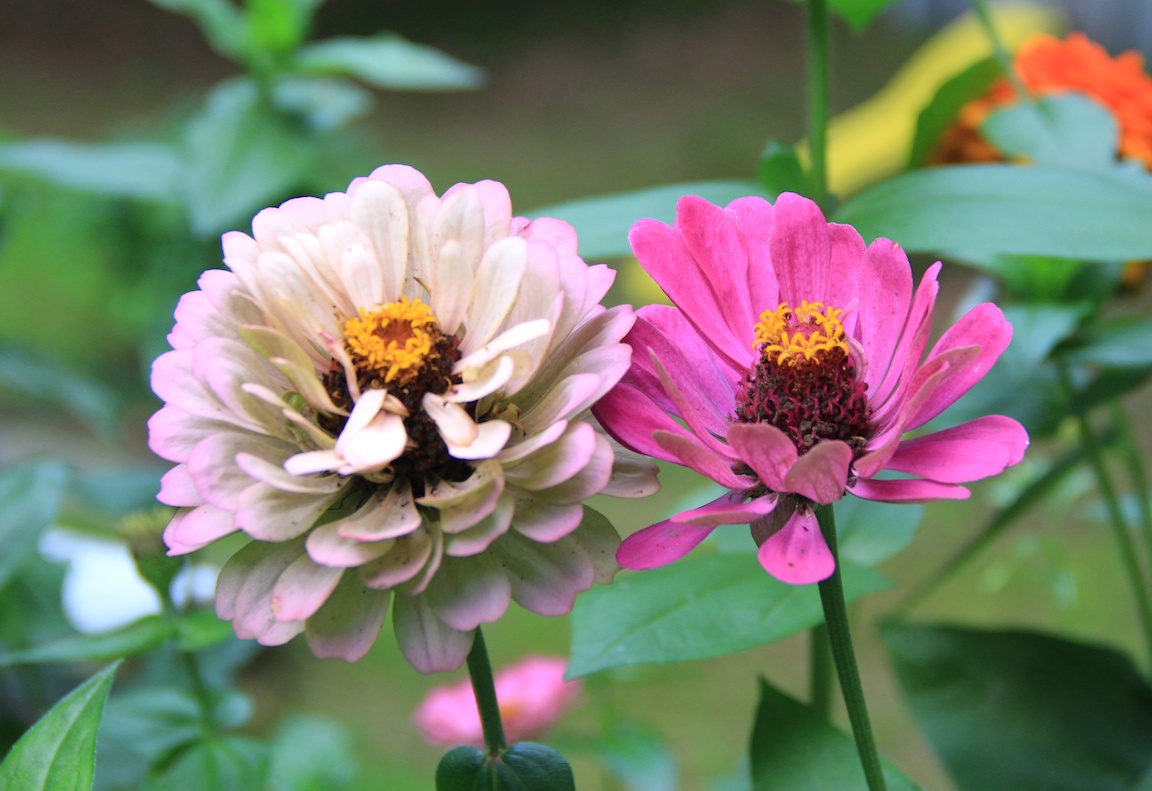 flowers9-6-13  001