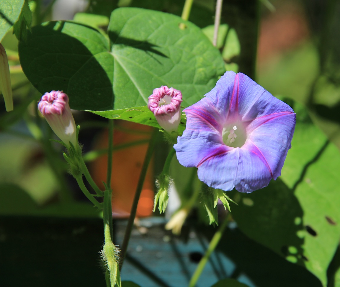 flowers9-6-13  004