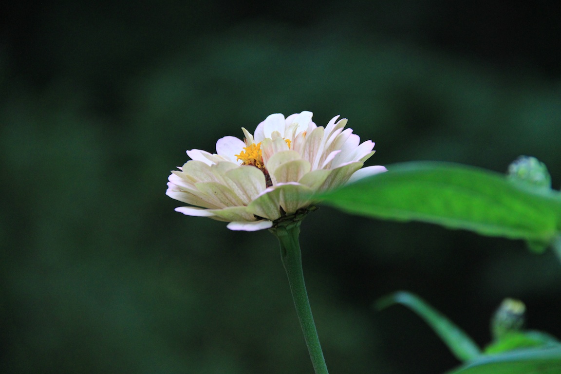 flowers9-6-13  004