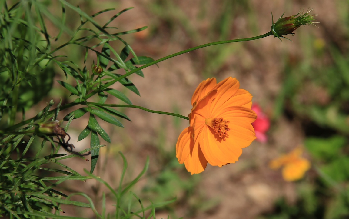 flowers9-6-13  008