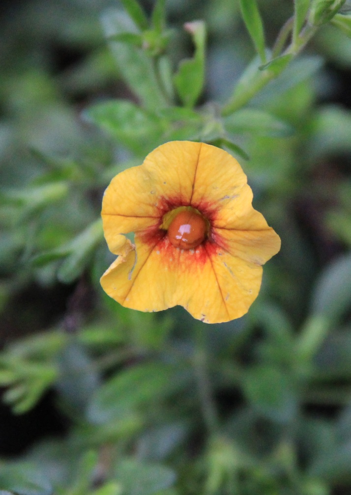 flowers9-6-13  010