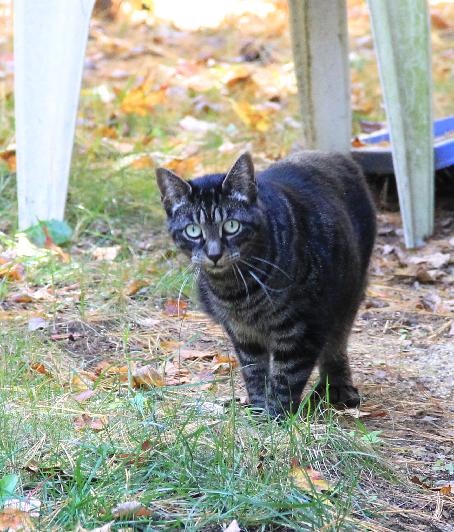 kitty 017
