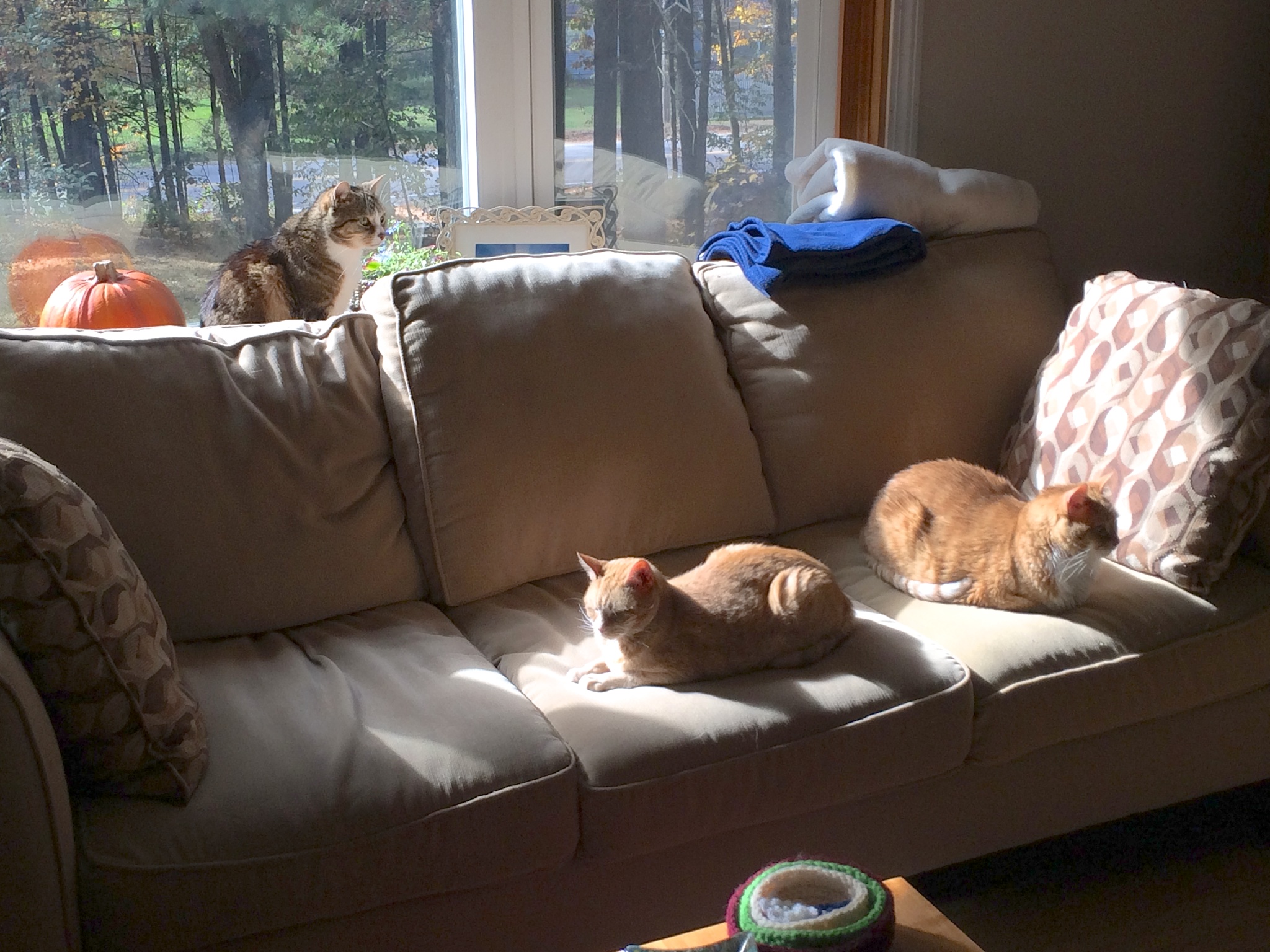 NBHCats 037