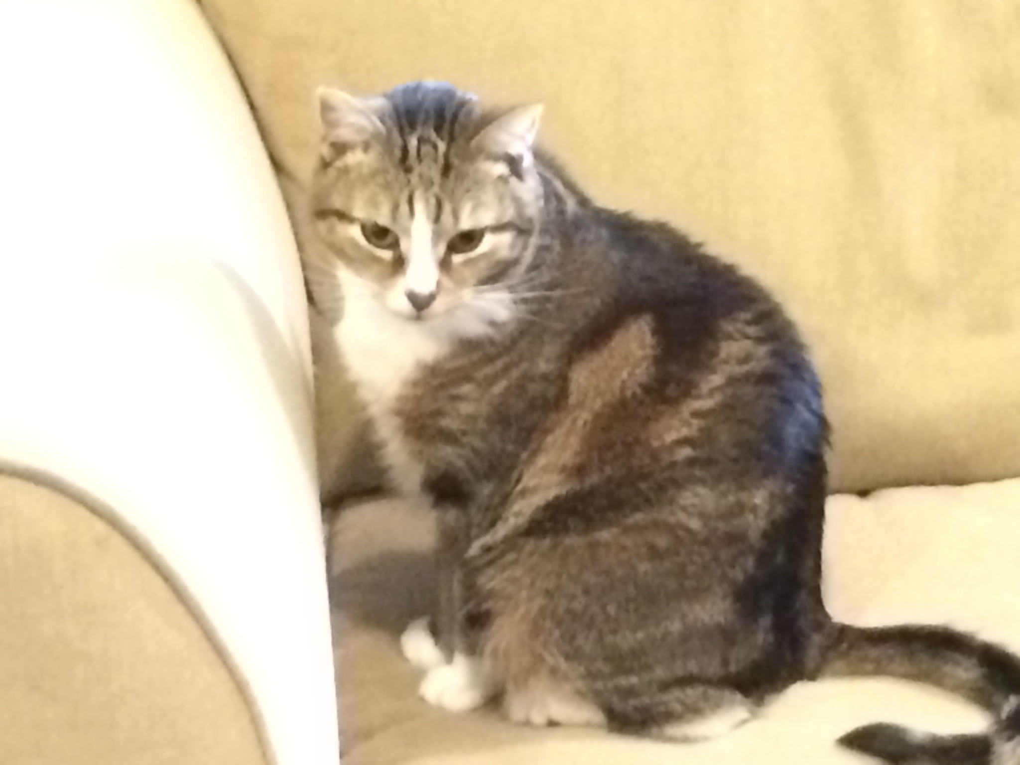 NBHCats 038