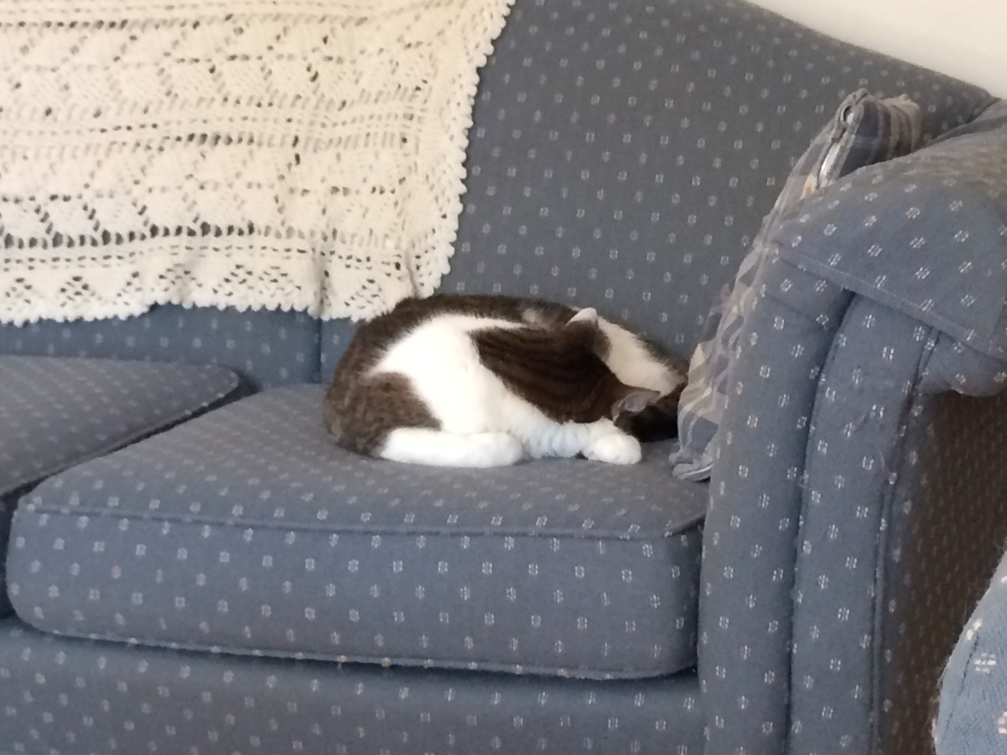 NBHCats 040