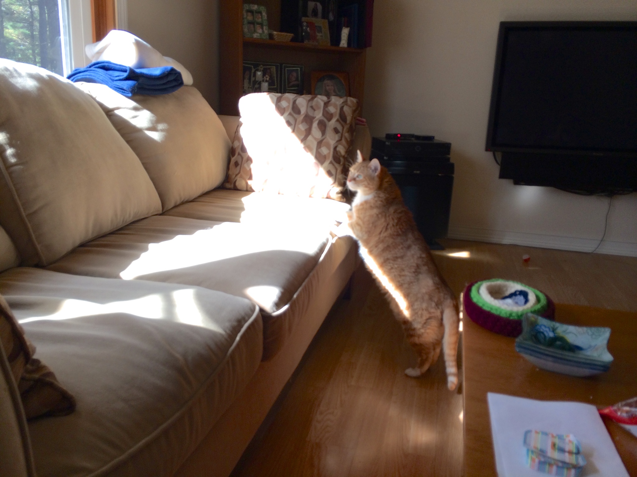 NBHCats 041