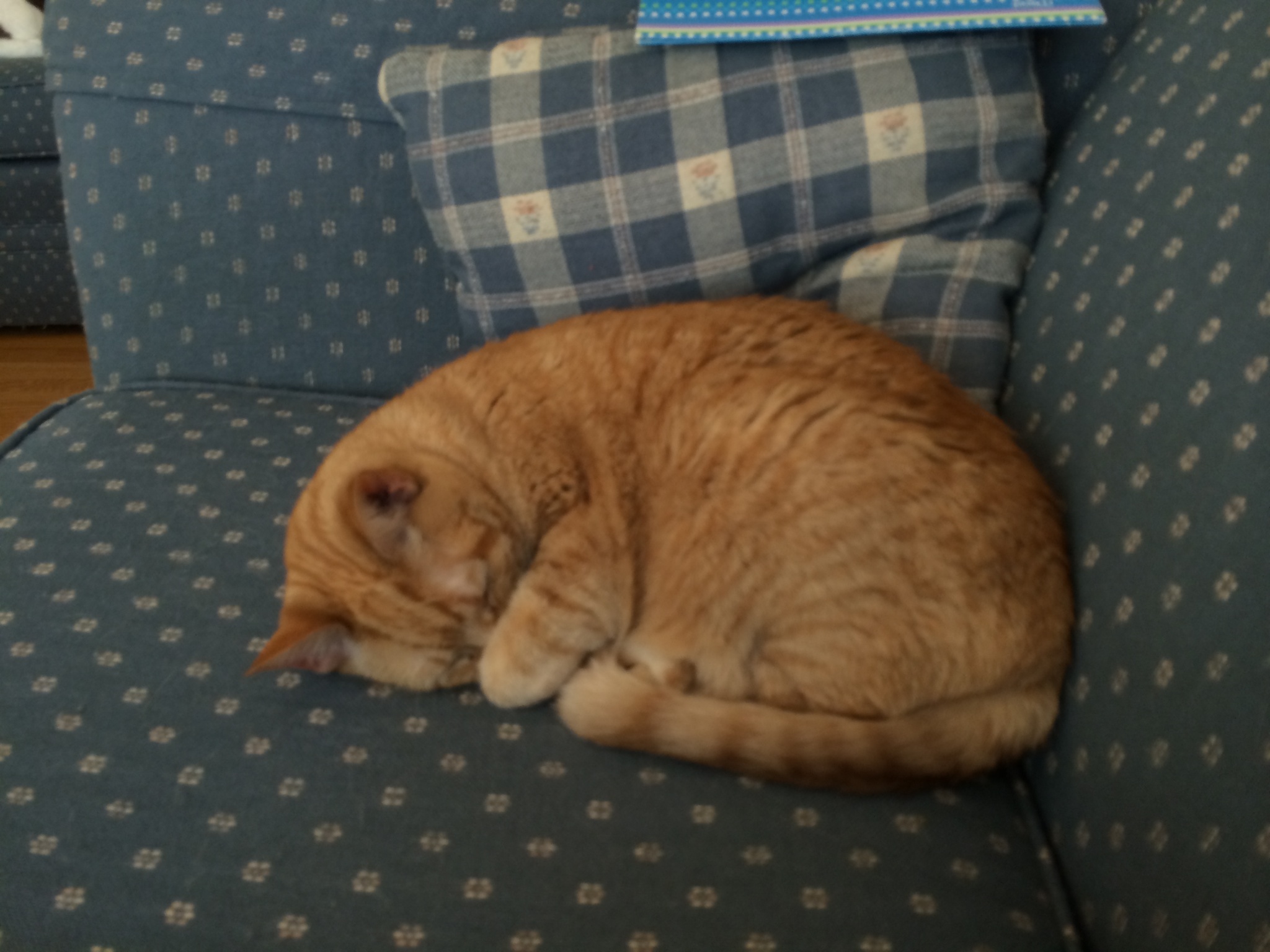 NBHCats 042