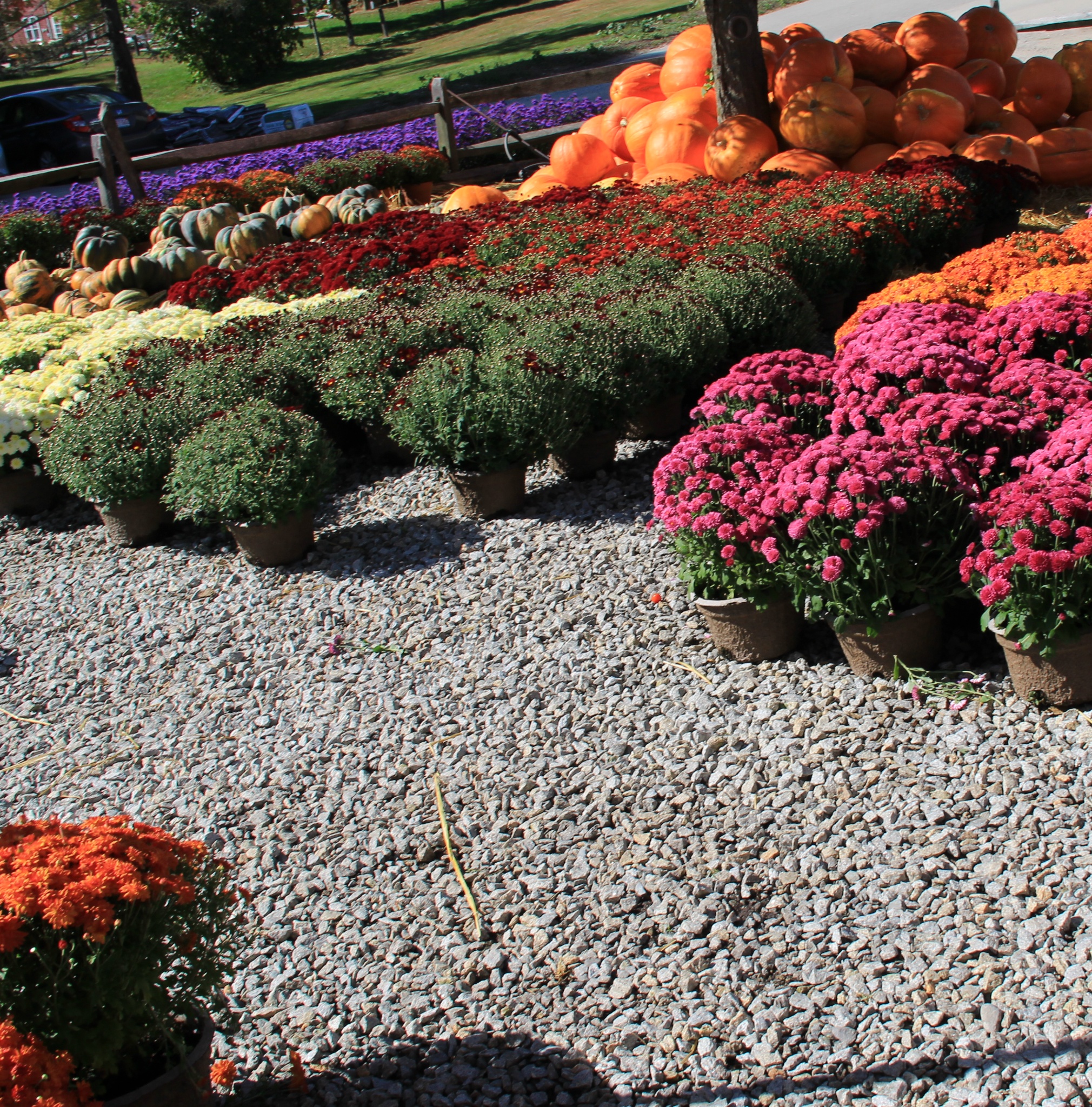 Pumpkins913 022