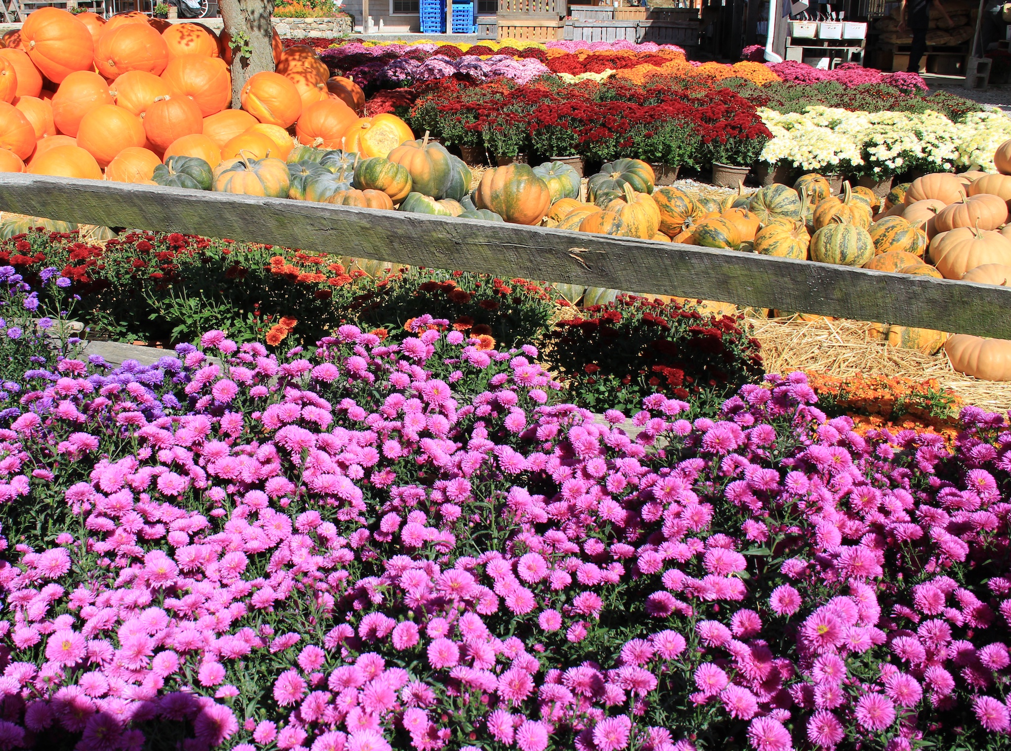 Pumpkins913 024