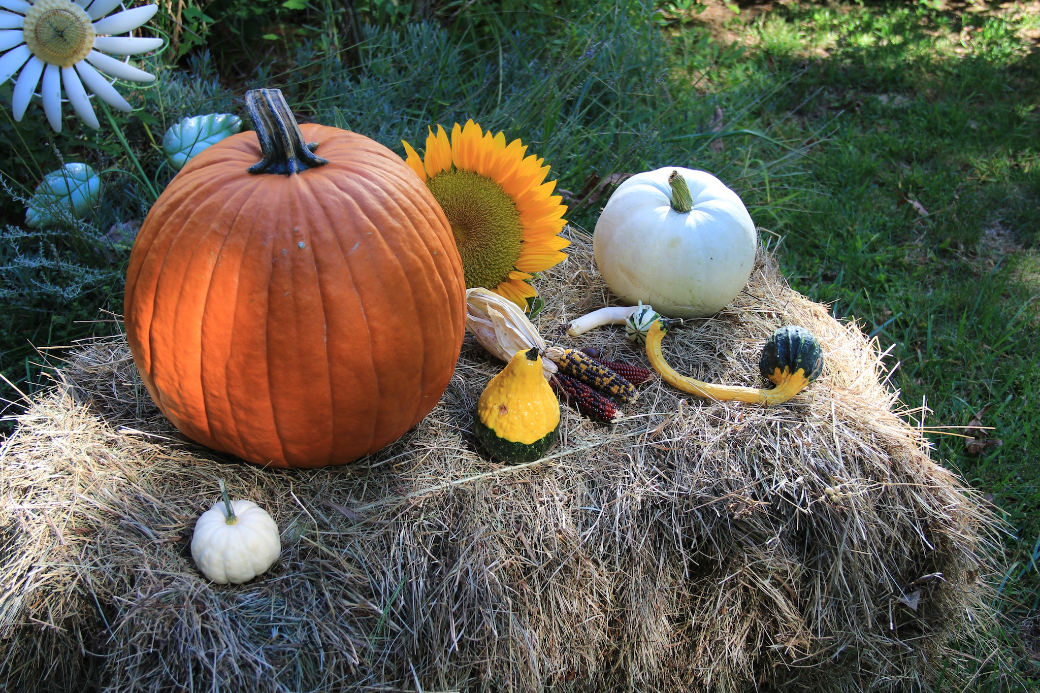 Pumpkins913 031