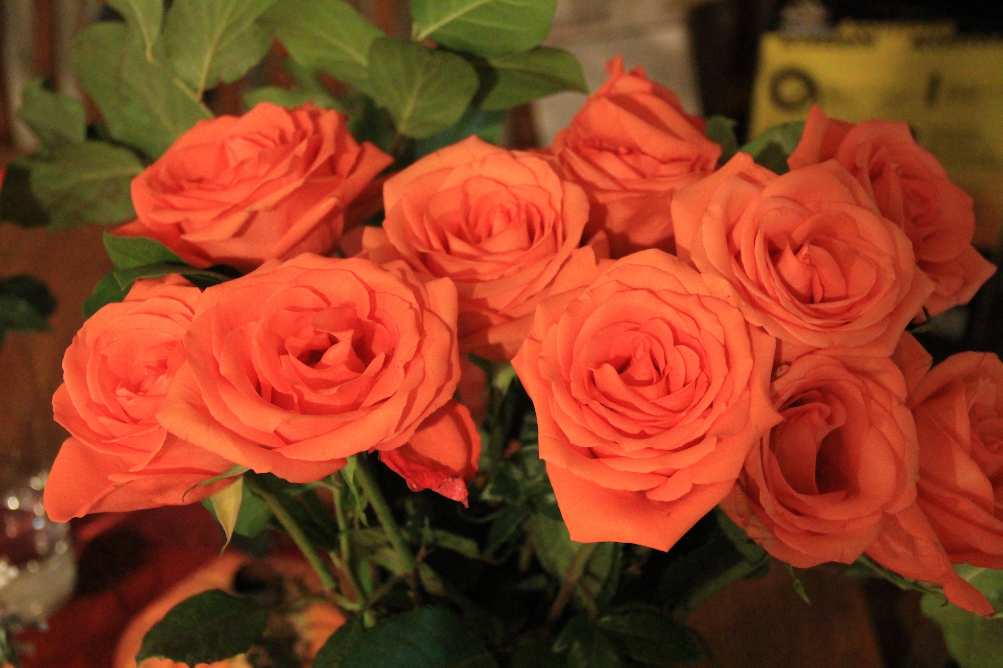 Roses 016