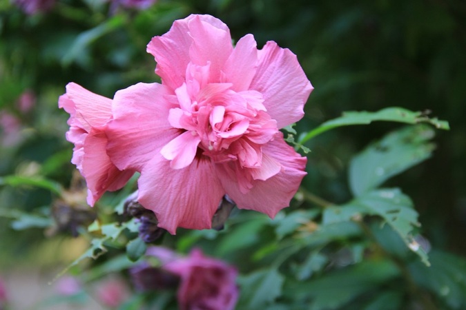 RosesApples 003