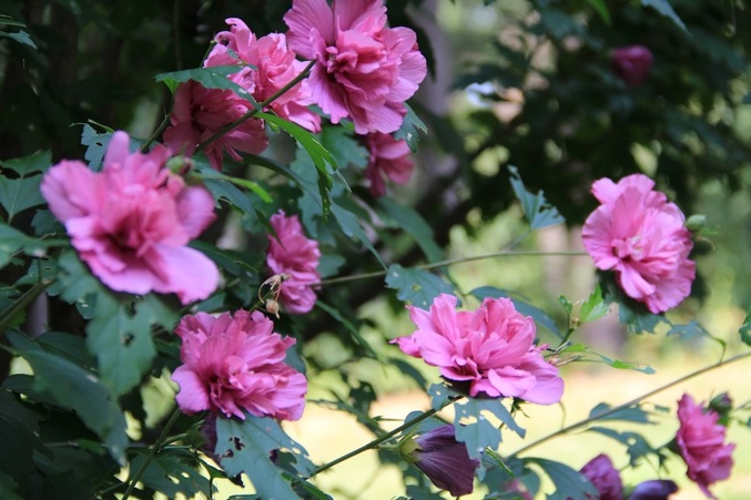 RosesApples 007