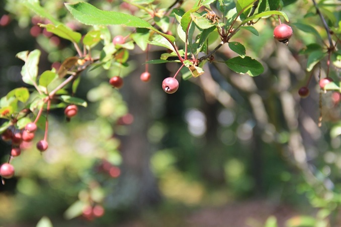 RosesApples 008
