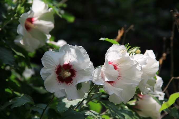 RosesApples 011