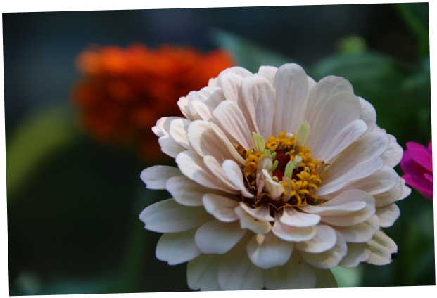 shapeimage_42