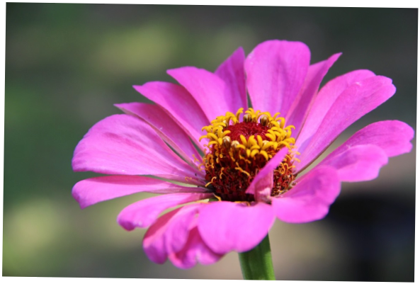shapeimage_43