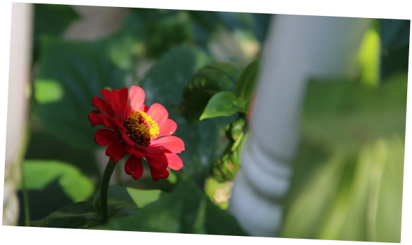 shapeimage_44