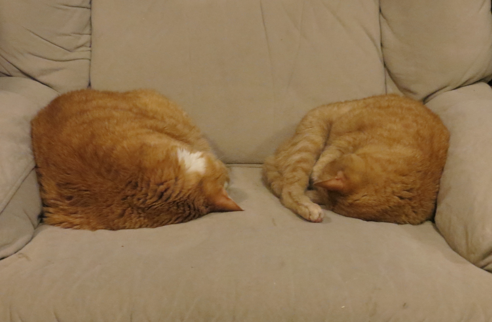 sleepingbeauties 005