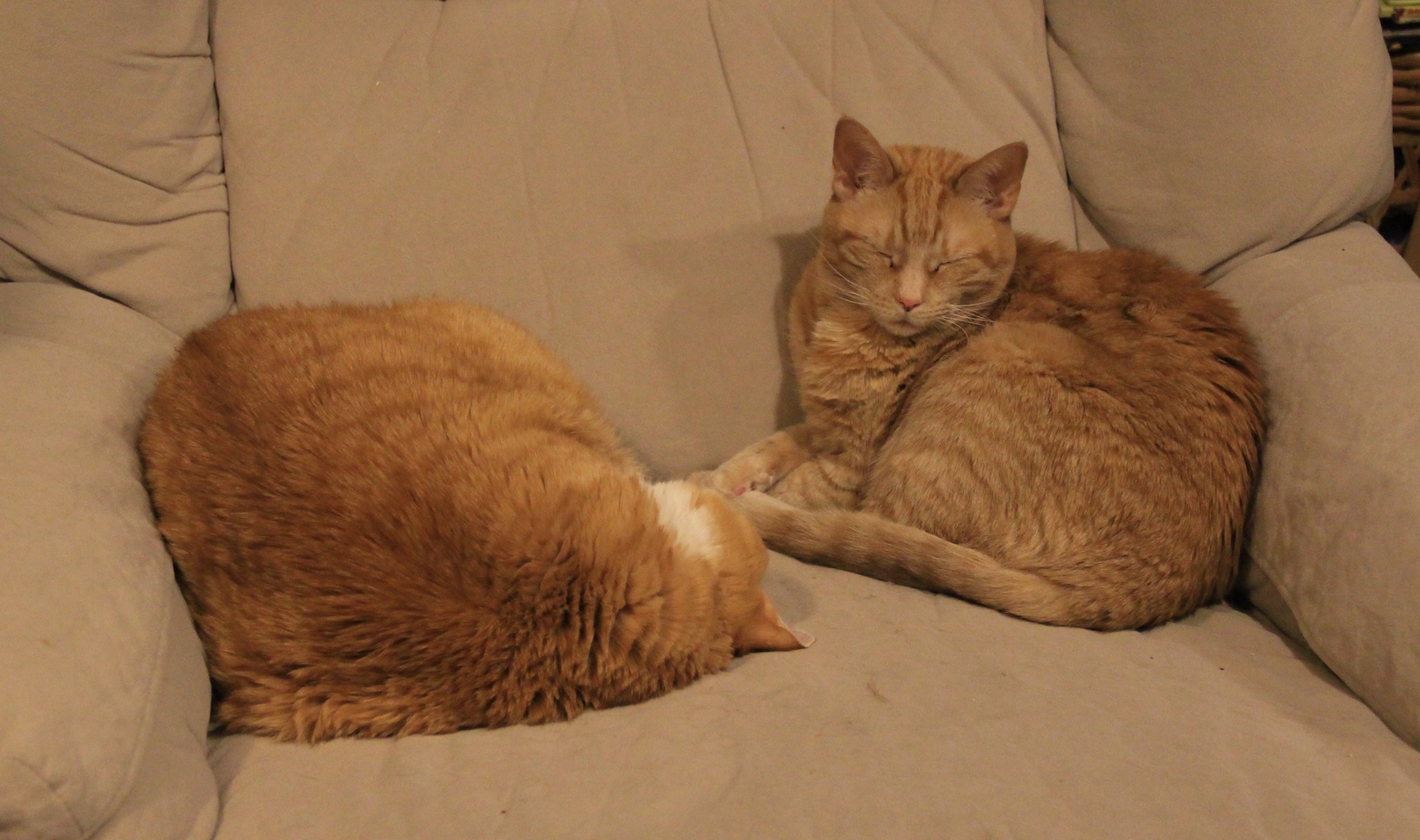 sleepingbeauties 006