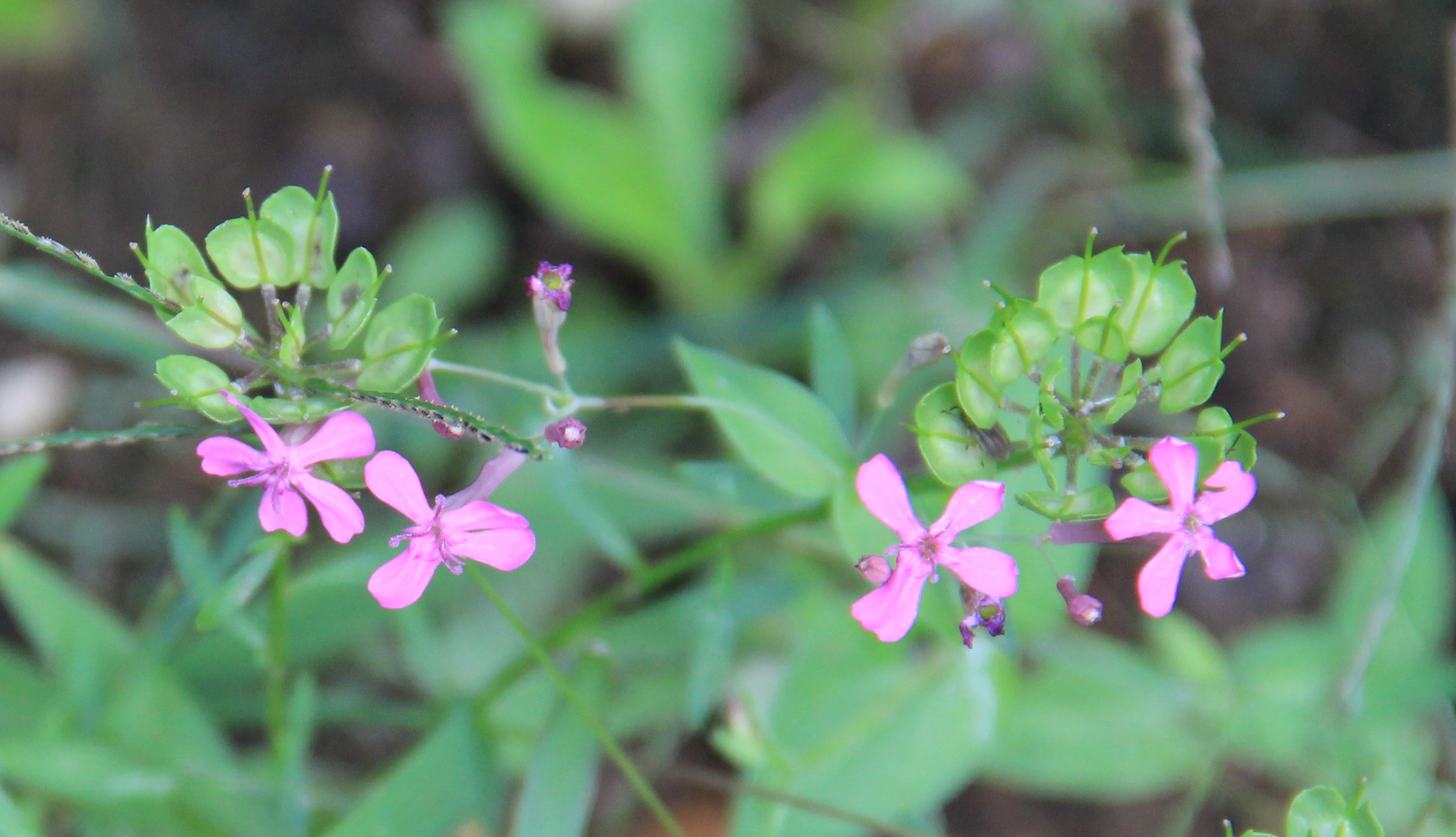 WildFlowers 006