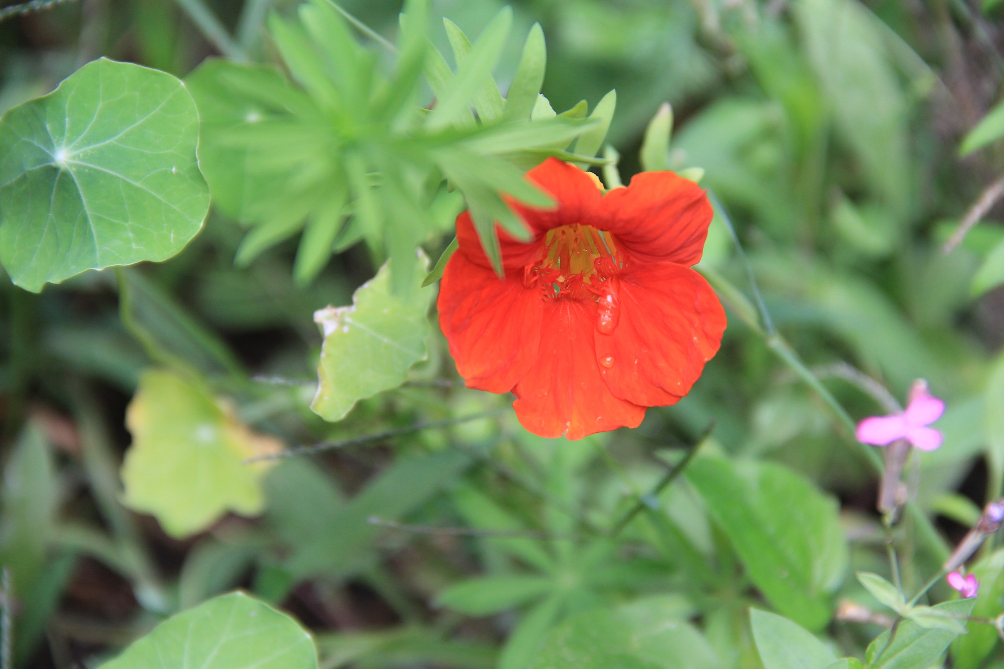 WildFlowers 007