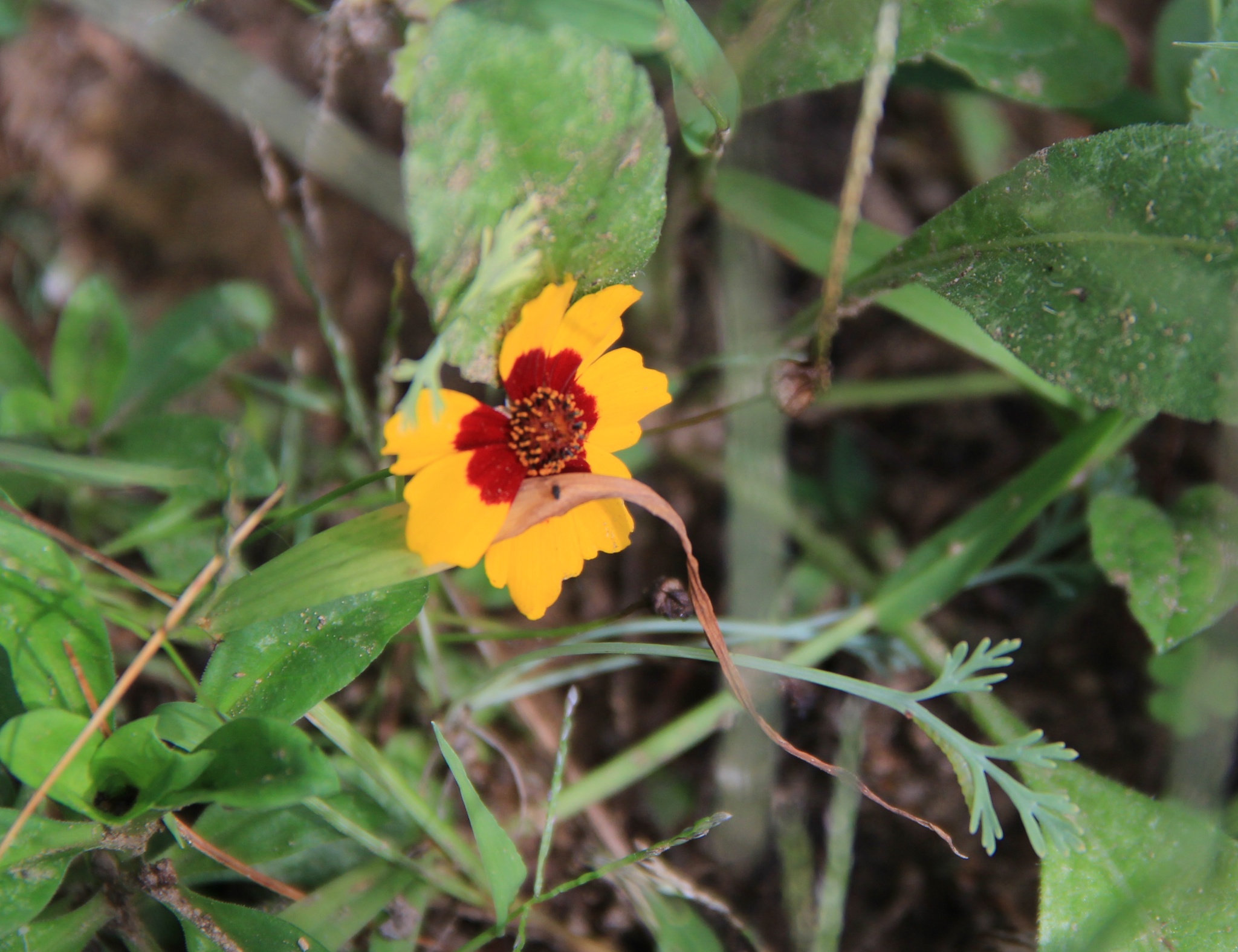 WildFlowers 011