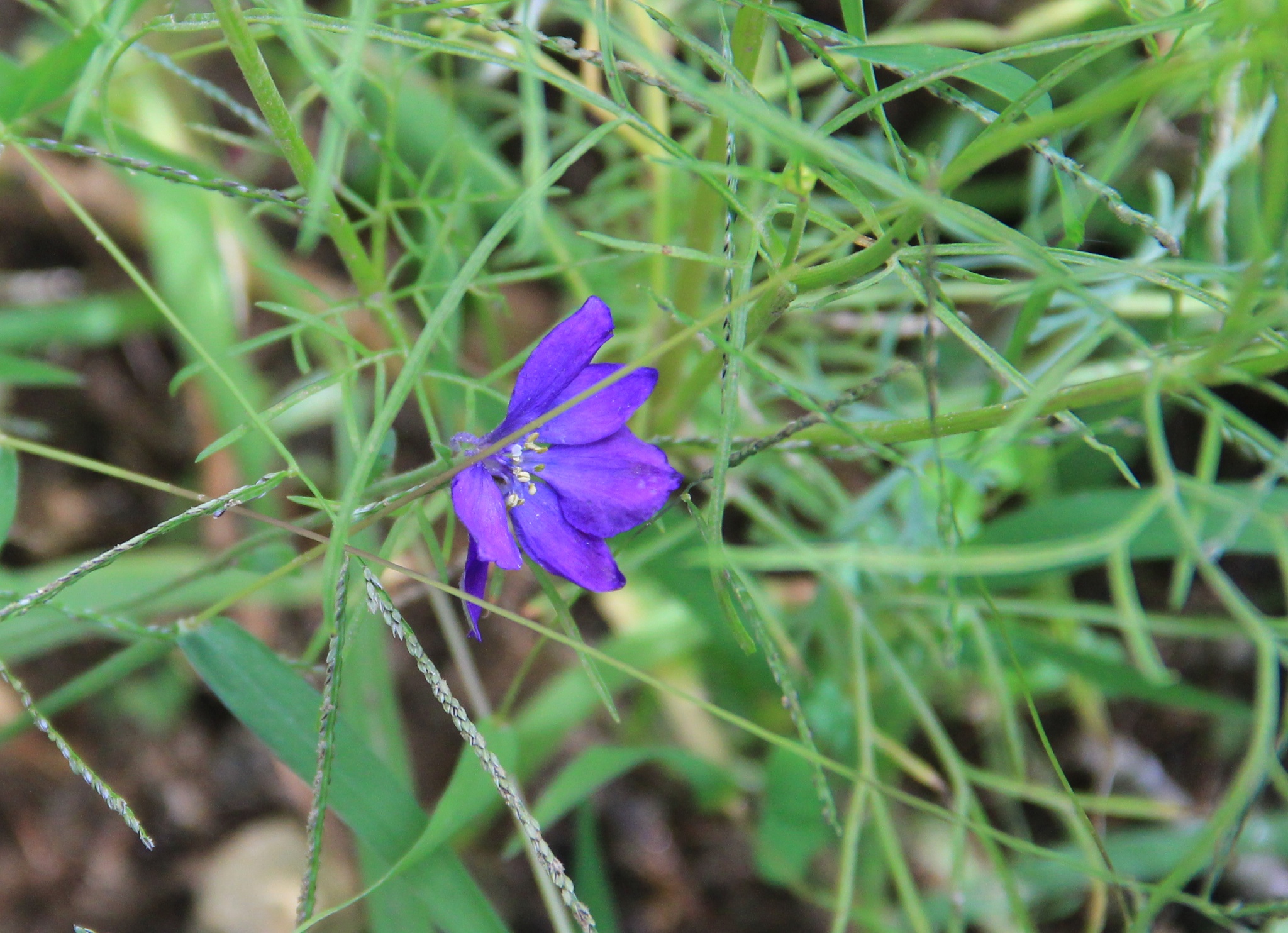 WildFlowers 013