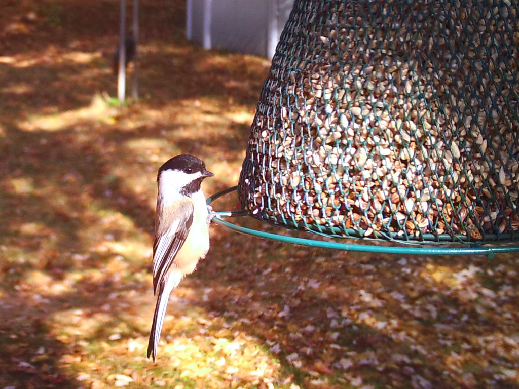 10220057 image gallery