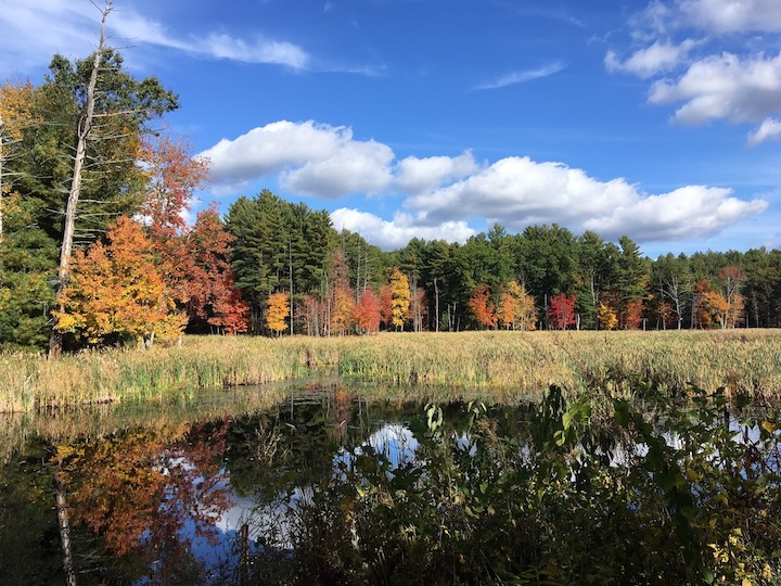 Critter Camera Videos