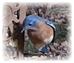 collage image title