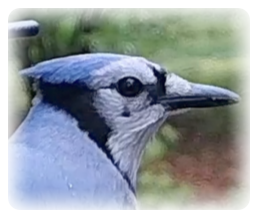 collage image title