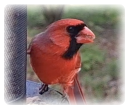 collage image title