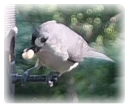 collage image title