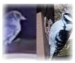 collage image title