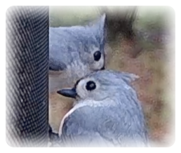 collage image title